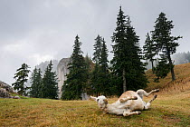 RF - Donkey rolling on a  foggy day in the Piatra Mare Mountains, Transylvania, Romania. (This image may be licensed either as rights managed or royalty free.)