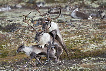 Wild Reindeer (Rangifer tarandus) pair mating with another male mounting the male, Forollhogna National Park. Norway September