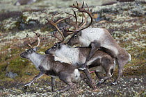 Wild Reindeer (Rangifer tarandus) pair mating with another male mounting the male, Forollhogna National Park. Norway September