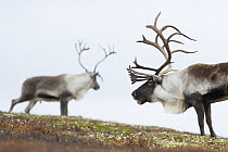 Wild Reindeer (Rangifer tarandus) two males sizing one another up during rut, Forollhogna National Park. Norway.