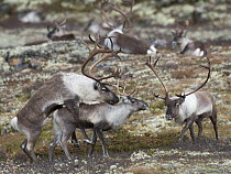 Wild Reindeer (Rangifer tarandus) pair mating in autumn with another male watching, Forollhogna National Park. Norway September