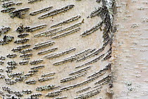 Birch tree (Betula pubescens) close up of bark, Rapa delta, Laponia World Heritage Site, Lapland, Sweden, September