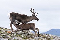 Domesticated reindeer (Rangifer tarandus) calf suckling from female in Padjelanta Nationl Park, Laponia World Heritage Site, Swedish Lapland, Sweden.