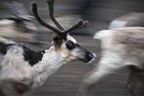 Domesticated reindeer (Rangifer tarandus) blurred motion as animals run during annual calf-marking in the Padjelanta National Park, Laponia World Heritage Site, Swedish Lapland, Sweden.