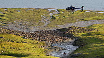 Gathering domesticated Reindeer (Rangifer tarandus) with helicopter and motorcycle for calf-marking in the Padjelanta National Park, Laponia World Heritage Site, Swedish Lapland, Sweden July