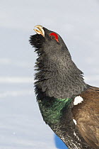 Capercaillie (Tetrao urogallus) displaying and calling profile,  Vauldalen, Norway. April