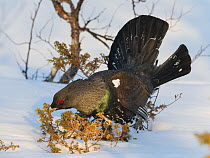 Capercaillie (Tetrao urogallus) male displaying, Vauldalen, Norway April