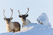 Wild Reindeer (Rangifer tarandus) Forollhogna National Park Norway, February