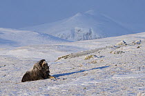 Muskox (Ovibos moschatus) resting in snow in the Dovrefjell-Sunndalsfjella National Park. Sor-Trondelag, Norway, January