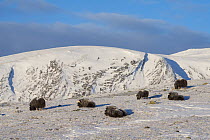 Muskox (Ovibos moschatus) resting in snow in the Dovrefjell-Sunndalsfjella National Park. Sor-Trondelag, Norway, January