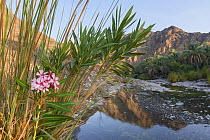Date palm plantation by a small river in the Hajar Mountains. United Arab Emirates.