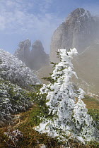 Frost-covered Norway spruce (Picea abies) and conglomerate formations in the Ciucas Mountains, Transylvania, Romania.