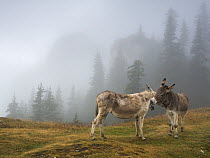 Donkeys in fog on  Piatra Mare Mountains, Transylvania, Romania.