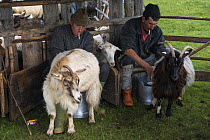 Shepherds Szakacs Pal and Antal Jeno hand milking goats on Mount Noscolat (Naskalat). Ghimes, Ciucului Mountains, Transylvania, Romania.