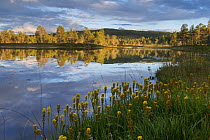 Bog asphodel (Narthecium ossifragum) in Brungmarka. The mountain Brungfjellet is reflected in lake Blstertjonnin. Norway August