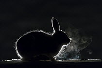 Mountain hare (Lepus timidus) breath backlit during cold night, Vauldalen, Norway May