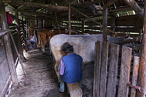 Sarig Attila milking his cow in AldomAspataka (Ghimes). Ciucului mountains, Transylvania, Romania.