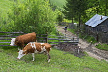 Agnes Tanko walking to her summer shack in Valea Garbea with cow livestock, Ciucului mountains, Ghimes, Transylvania, Romania.