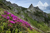 Flowering Carpathian Kotschy's alpenrose (Rhododendron kotschyi, syn. Rhododendron myrtifolium) Ciucas Mountains, Brasov county, Transylvania, Romania. June