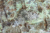 Peppered moth (Biston betularia) light colour form. camouflaged, Drumnadrochit, Inverness, Scotland, August.