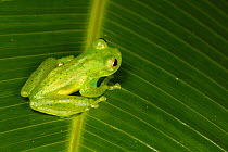 Emerald glass frog (Centrolenella prosoblepon) male, with humeral spines (which help identify this species) visible. Bosque de Paz, Central Highlands, Costa Rica.