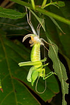 Leaf-mimic katydid (probably Aegimia elongata) undergoing its final moult,  Costa Rica.