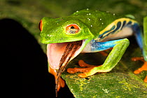 Red-eyed tree frog (Agalychnis callidryas) swallowing a spider.  El Arenal, Costa Rica