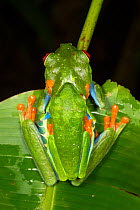 Red-eyed leaf frog (Agalychnis callidryas) pair in amplexus  El Arenal, Costa Rica