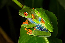 Red-eyed tree frog (Agalychnis callidryas) pair in amplexus, El Arenal, Costa Rica