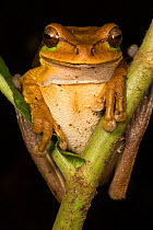Masked tree frog (Smilisca phaeota) El Arenal region, Costa Rica.