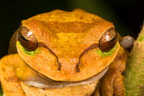 Masked tree frog (Smilisca phaeota) El Arenal region, Costa Rica.