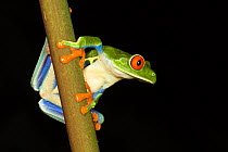 Red-eyed tree frog (Agalychnis callidryas) El Arenal, Costa Rica