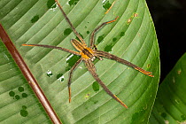 Nocturnal wandering spider (Cupiennius getazi) El Arenal region, Costa Rica.