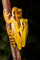Masked tree frog (Smilisca phaeota) pair in amplexus, El Arenal region, Costa Rica.