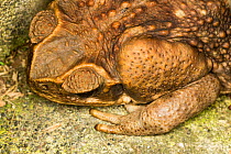 Cane toad (Rhinella marina) showing the massive parotoid (poison) gland behind its eye.  Costa Rica. (Formerly Bufo marinus)