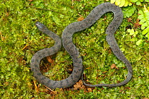 Spotted coffee snake (Ninia maculata) near Turrialba, Cartago Province, Costa Rica