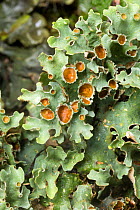 Lichen (Lobariella sp), Sevegre National Reserve, Costa Rica. Focus-stacked image