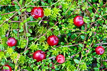 Bog cranberry (Vaccinium oxycoccos) Peak District National Park, Derbyshire, England, UK, September.