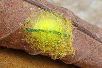 Spiny-back spider (Gasteracantha cancriformis) egg sac Costa Rica. Focus-stacked image.