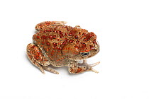 Berber toad (Sclerophrys mauritanica) on white background, captive from North Africa.