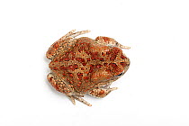 Berber toad (Sclerophrys mauritanica) on white background, captive from North Africa.