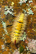 Pale tussock moth caterpillar (Calliteara pudibunda) Longshaw, North Derbyshire, Peak District National Park, England, UK, October.