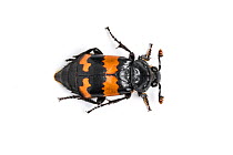 Sexton beetle (Nicrophorus investigator) Drumnadrochit, Inverness, Scotland, UK, August.