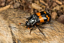 Sexton beetle (Nicrophorus investigator) on a dead mouse. Drumnadrochit, Inverness, Scotland, UK, August. (The mites that can be seen are using the beetle to carry them to food; they do not parasitise...