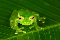 Emerald glass frog (Centrolenella prosoblepon) Bosque de Paz, Central Highlands, Costa Rica.  Note the humeral spines, present only in males, which identifies this species.
