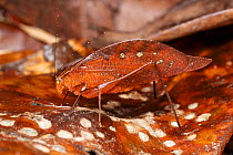 Dead leaf katydid (Orophus tesselatus) Costa Rica