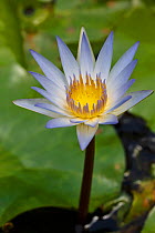 Blue water lily (Nymphaea stellata) flower, Costa Rica