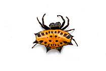 Thorn-back spider (Gasteracantha cancriformis) on white background, Costa Rica.