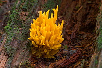 Yellow stagshorn fungus (Calocera viscosa), Ecclesall Woods, Sheffield, South Yorkshire, England, UK, October.