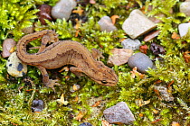 Smooth newt, (Lissotriton vulgaris) female, terrestrial phase.  Sheffield, August.
